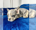 Small #2 French Bulldog