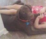 Small Photo #7 Labrador Retriever Puppy For Sale in N TOPSAIL BCH, NC, USA
