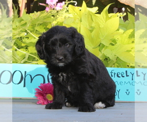 Aussiedoodle Miniature  Puppy for sale in HOLTWOOD, PA, USA