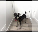 Small #2 Mutt