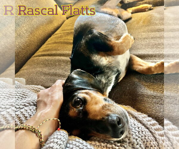 Medium Photo #16 Dachshund Puppy For Sale in San Antonio, TX, USA