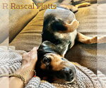 Small #15 Dachshund