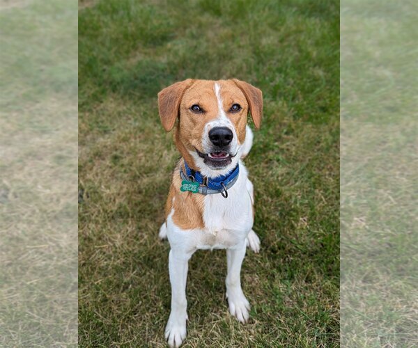 Medium Photo #7 Mutt Puppy For Sale in Roxboro, NC, USA