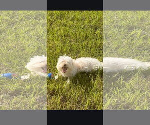 Quincy - Male Maltese Dog for Adoption - Photo #2