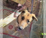 Small #7 German Shepherd Dog-Great Dane Mix