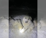 Small Great Pyrenees-Maremma Sheepdog Mix