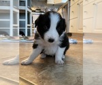 Small Photo #1 Border Collie Puppy For Sale in HAVELOCK, NC, USA