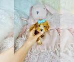 Small #25 Poodle (Toy)
