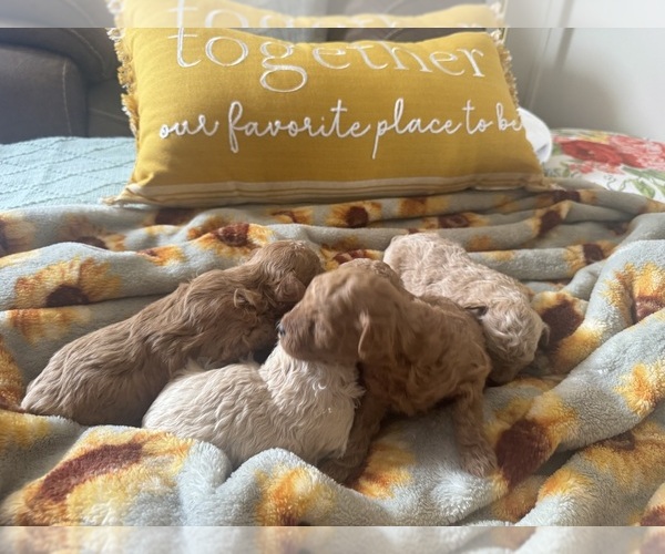 Medium Photo #12 Poodle (Toy) Puppy For Sale in LIVE OAK, FL, USA