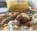 Small #11 Poodle (Toy)
