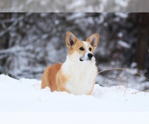 Father of the Pembroke Welsh Corgi puppies born on 03/05/2024