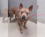 Small American Pit Bull Terrier Mix