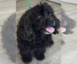 Small #5 Cocker Spaniel