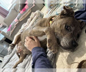 Rosie - Female American Staffordshire Terrier-Staffordshire Bull Terrier Mix Dog for Adoption - Photo #5
