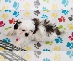 Small #9 Shih Tzu