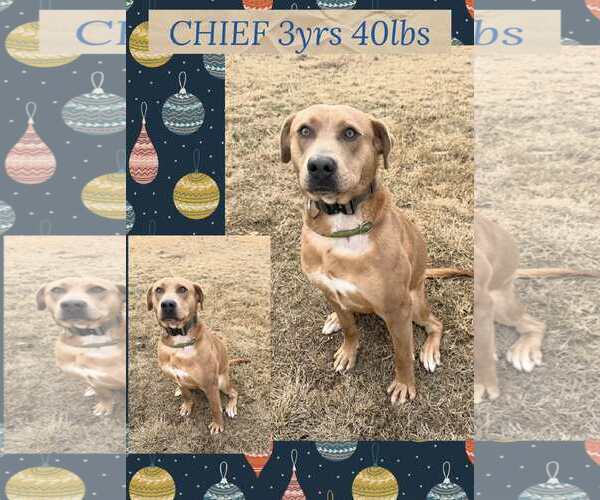 Medium Photo #2 Mutt Puppy For Sale in Woodbury, NY, USA