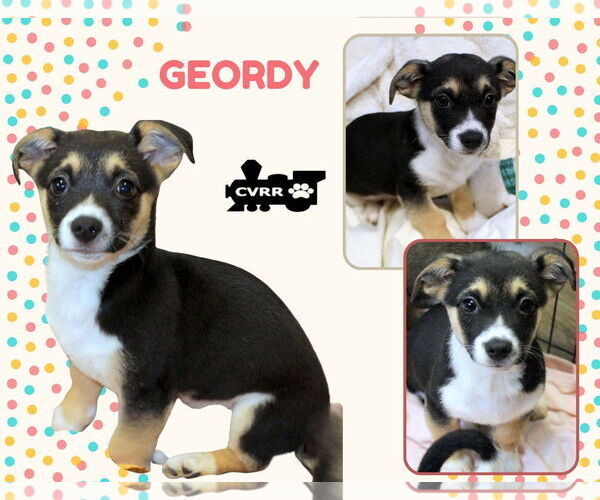 Medium Photo #1 Colonial Cocker Spaniel-Unknown Mix Puppy For Sale in Lindsay, CA, USA