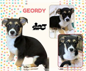 Colonial Cocker Spaniel-Unknown Mix Dogs for adoption in Lindsay, CA, USA