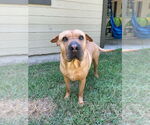 Small #6 American Pit Bull Terrier-Chinese Shar-Pei Mix