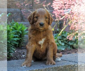 Goldendoodle-Poodle (Standard) Mix Puppy for sale in EAST EARL, PA, USA