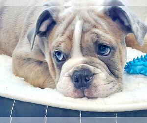 Bulldog Puppy for Sale in FAIRFAX, Virginia USA