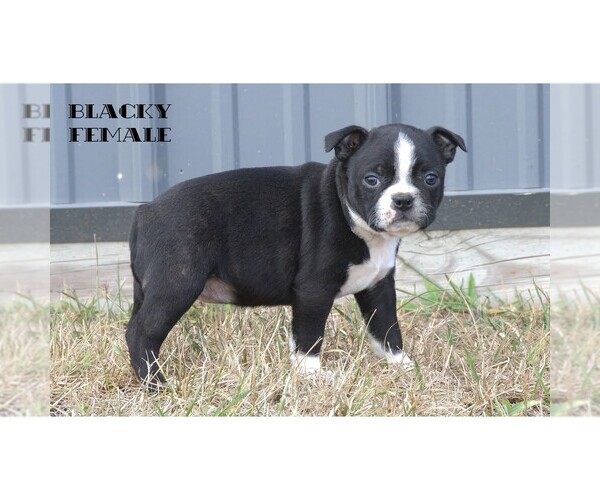Medium Photo #3 Boston Terrier Puppy For Sale in CLARE, MI, USA