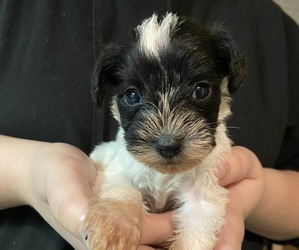 Schnauzer (Miniature) Puppy for sale in SPRINGFIELD, MA, USA