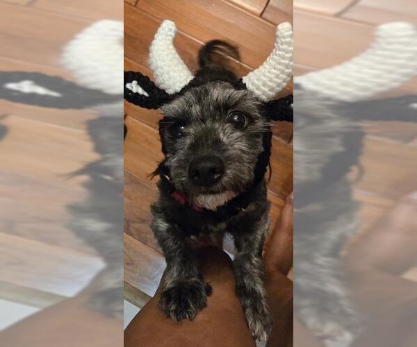 Medium Photo #8 Dachshund-Unknown Mix Puppy For Sale in Los Angeles, CA, USA