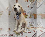 Small Photo #5 Lab-Pointer Puppy For Sale in Attalka, AL, USA