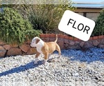 Small Photo #3 American Bulldog Puppy For Sale in EL PASO, TX, USA