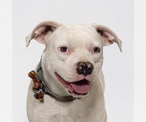 Argentinian Mastiff-Unknown Mix Dogs for adoption in Santa Maria, CA, USA