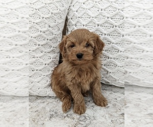 Goldendoodle (Miniature) Puppy for sale in NORTH LAWRENCE, OH, USA