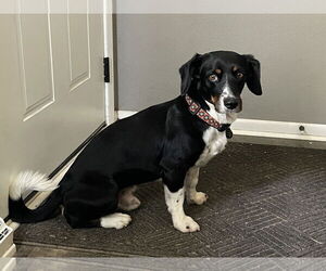 Dachshund-Unknown Mix Dogs for adoption in Columbus, IN, USA