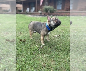 French Bulldog Puppy for sale in JACKSON, TN, USA