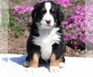 Bernedoodle Puppy for sale in NEW ENTRPRISE, PA, USA