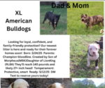 Small #1 American Bully