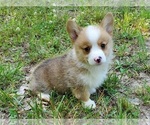 Small #2 Pembroke Welsh Corgi