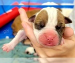 Small Photo #2 Olde English Bulldogge Puppy For Sale in ATHENS, AL, USA