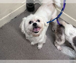 Shih Tzu Dogs for adoption in Pasadena, CA, USA