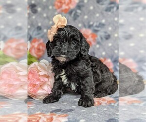 Cock-A-Poo-Poodle (Miniature) Mix Puppy for sale in KIRKWOOD, PA, USA