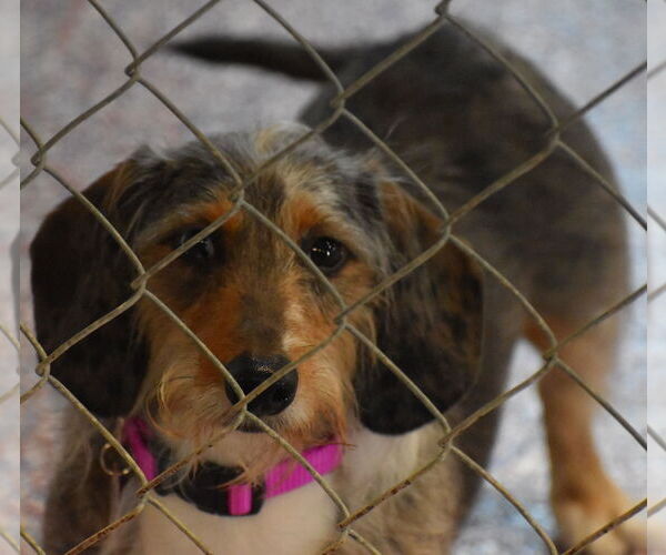 Medium Photo #4 Dachshund Puppy For Sale in Shelbyville, TN, USA