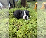 Small #3 Boston Terrier