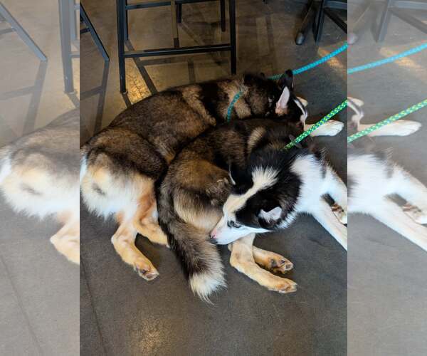 Medium Photo #11 Siberian Husky Puppy For Sale in Holly Springs, NC, USA