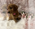 Small Photo #5 Goldendoodle Puppy For Sale in SAINT GEORGE, UT, USA