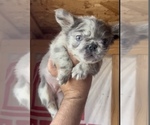 Small Photo #6 English Bulldog Puppy For Sale in CHARLOTTE, NC, USA