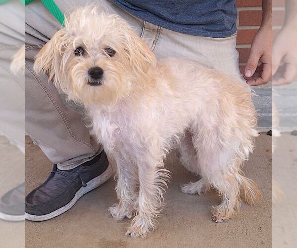 Medium Photo #2 Wapoo Puppy For Sale in Carrollton, TX, USA