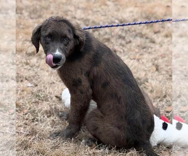 Medium Photo #4 Aussiedor Puppy For Sale in Yardley, PA, USA