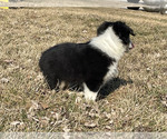 Small Photo #5 Australian Shepherd Puppy For Sale in MOUNT PULASKI, IL, USA