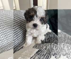 Maltipoo Puppy for sale in ATLANTA, GA, USA