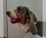 Small Photo #1 Basset Hound Puppy For Sale in CANTON, GA, USA